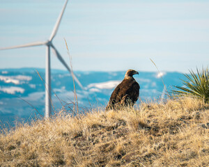 Eagle on windfarm by turbine