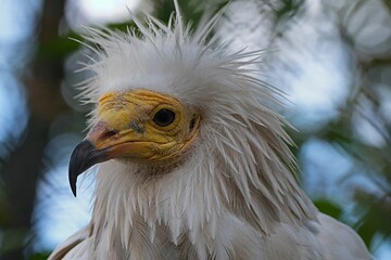 head of a vulture bird of prey close-up on a green blurred bokeh background