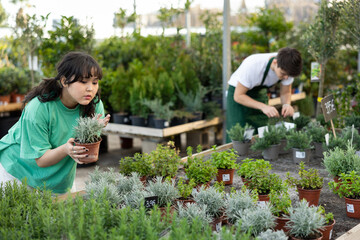 Female florist chooses thymus plants with narrow silvery gray leaves to create flower arrangement...