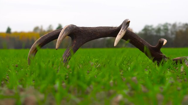 Static shot of brown bone structure of deer antlers on ground, Latvia