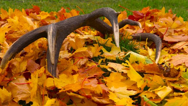 Deer antler with sharp spikes lay on colorful maple tree leaves, Latvia