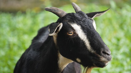 The Goat : A lone goat grazes peacefully on a lush, green field, its head lowered, nibbling tender grass under a bright, clear sky.