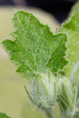Red Spider Mites on Plant Leaf