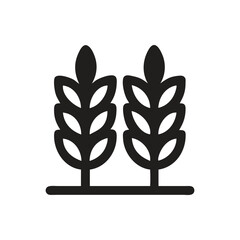 Grain Wheat Crops Vector Icon on white background