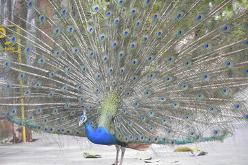 Obraz premium Wonderful and beautiful Peacock or Pavo cristatus displaying its colorful tail feathers. The green peafowl (Pavo muticus) or Indonesian peafowl or Java Green Peacock (Pavo muticus) potrait.