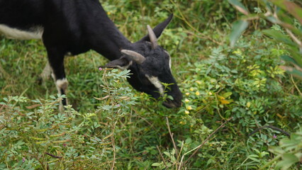 The Goat : A lone goat grazes peacefully on a lush, green field, its head lowered, nibbling tender grass under a bright, clear sky.