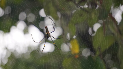 Spider : A spider weaves an intricate web, moving gracefully, spinning silk with precision,...