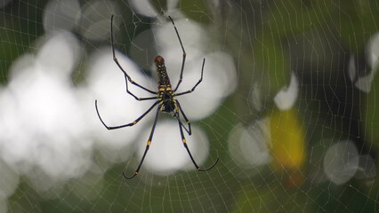 Spider : A spider weaves an intricate web, moving gracefully, spinning silk with precision, creating a delicate, symmetrical trap for unsuspecting prey.