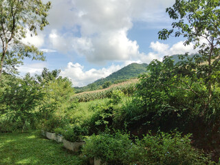 Serene Mountain View with Lush Greenery