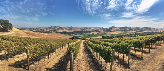 A panoramic view of a vineyard with rows of grapevines stretching towards distant hills under a clear blue sky with fluffy white clouds.