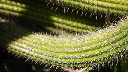 Trichocereus spachianus or Soehrensia spachiana commonly known as the golden torch with a lime green cylindrical body with 1–2 cm long golden spines, grows as a cactus.