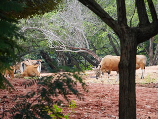 Banteng Herd Feeding in EnclosureBanteng Herd Feeding in Enclosure.
