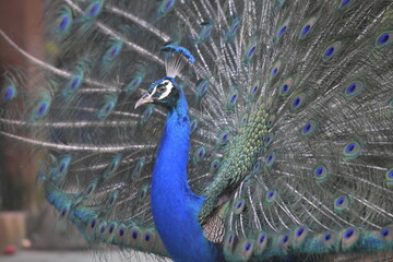 Obraz premium Wonderful and beautiful Peacock or Pavo cristatus displaying its colorful tail feathers. The green peafowl (Pavo muticus) or Indonesian peafowl or Java Green Peacock (Pavo muticus) potrait.