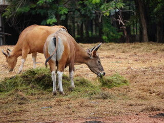 Obraz premium Banteng Herd Feeding in EnclosureBanteng Herd Feeding in Enclosure.