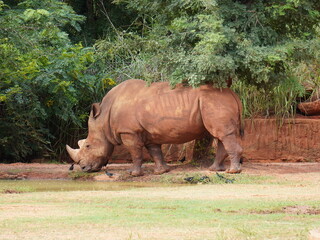 Naklejka premium The white rhinoceros or square-lipped rhinoceros is the largest living rhinoceros species, grazing on green grasslands.