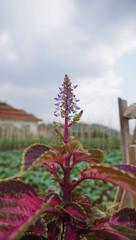 coleus flowers and mustard gardens