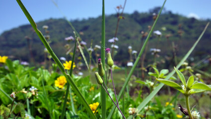 flowers in the grass