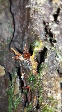 megophrys nasuta camouflaged on a tree trunk