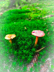 mushroom on the grass