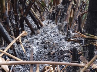 charred bamboo trees burned to ashes