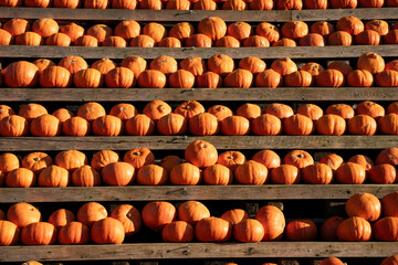 Fresh pumpkins harvested from organic farms, perfect for autumn and Halloween decoration, showcasing healthy, ripe vegetables from local fields, ideal for seasonal produce and farm-to-table enthusiast