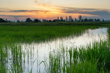 A scenic landscape of rice field in Thailand at golden sunset during plantation period with full of water in the field surrounded with green nature and twilight sky.