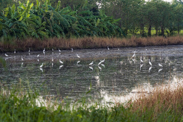 A flock of white heron in a plough land with water and its reflection during rice plantation season in Thailand surrounded with green neater and tropical trees.