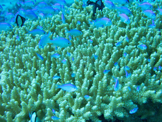 Shoal of Blue green damselfish swimming