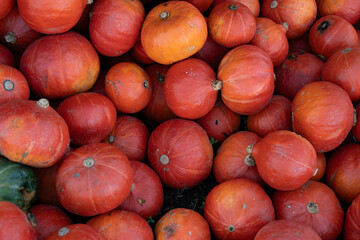 Ripe and delicious pumpkins freshly picked from the countryside farm, perfect for autumn seasonal decorations, healthy food, and outdoor farmers market displays