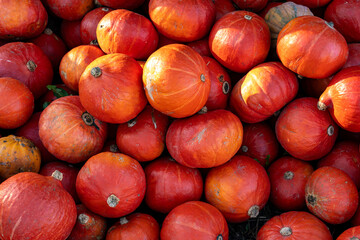 Ripe and delicious pumpkins freshly picked from the countryside farm, perfect for autumn seasonal decorations, healthy food, and outdoor farmers market displays