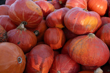 Ripe and delicious pumpkins freshly picked from the countryside farm, perfect for autumn seasonal decorations, healthy food, and outdoor farmers market displays