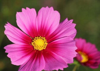 Obraz premium 日差しを浴びるコスモス 秋のコスモス畑