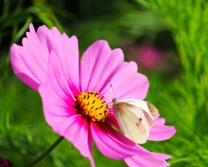 Obraz premium コスモスの花とチョウ 秋のコスモス畑