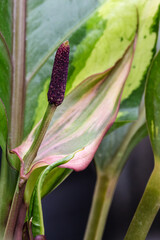 Anthurium Renaissance Flower and Spadix