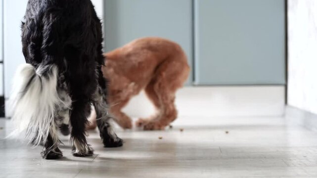 Three different dog picks up grains of dry food from floor, licking them off, retreats guiltily pet is tempted with food,