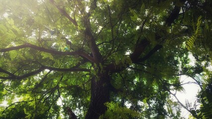 Bottom view of beautiful fresh green tree and sunlight on blue sky background