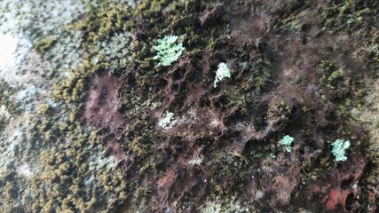 A close up of an old tree bark texture with moss