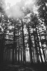 Obraz premium 안개 낀 숲 07