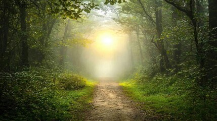 Fototapeta premium Mysterious Foggy Path Through Enshrouded Forest