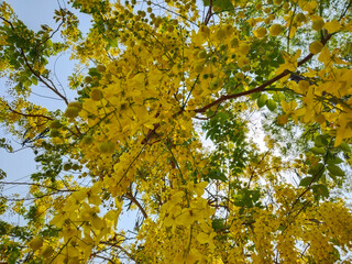 Amazing Cassia fistula tree with bunch of flower in yellow, this plant is national flower of Thai Lan, also name Osaka, Dok khuen, Kanikkonna, Amaltas