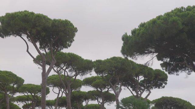 TOPS OF PINE PINE TREES IN THE SIERRA DE CADIZ