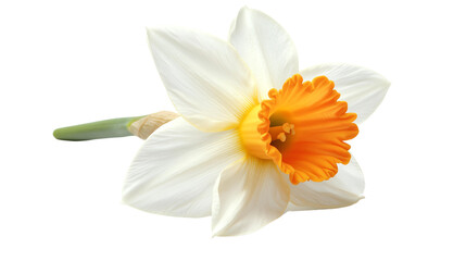 Fototapeta premium A beautiful white daffodil with a vibrant orange center, showcasing delicate petals and a fresh green stem, perfect for botanical illustrations and floral arrangements.