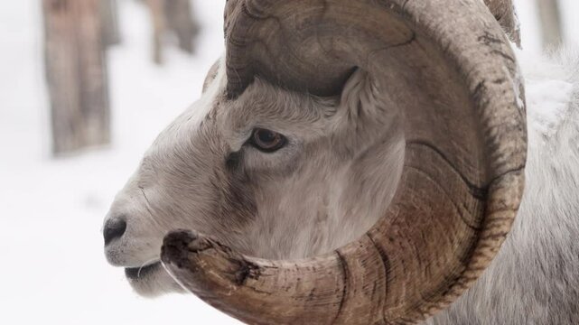 Ovis dalli, Dall sheep In Yukon Territories, Canada. Close-up Shot