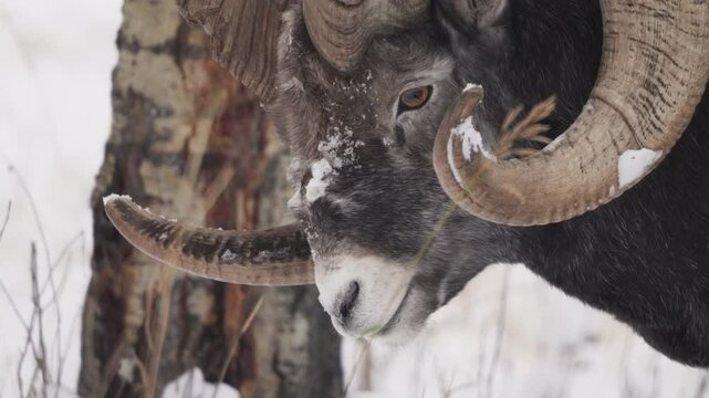 Dall Sheep Ram (Ovis dalli) In Yukon Territory, Canada. Close-up Shot