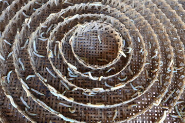 In the background of nature, the silkworm larvae spun their cocoons, producing the fine silk...