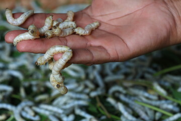 In the background of nature, the silkworm larvae spun their cocoons, producing the fine silk...