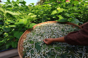 In the background of nature, the silkworm larvae spun their cocoons, producing the fine silk...
