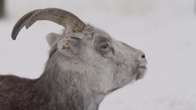 Close-up Portrait Of Dall's Sheep (Ovis dalli dalli) In Yukon Territory, Canada.