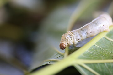 In the background of nature, the silkworm larvae spun their cocoons, producing the fine silk...