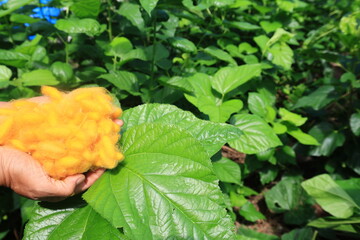 In the background of nature, the silkworm larvae spun their cocoons, producing the fine silk...
